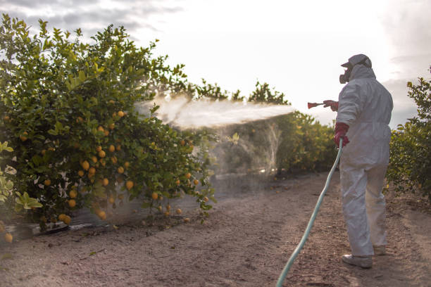 Best Insect Control  in Eclectic, AL