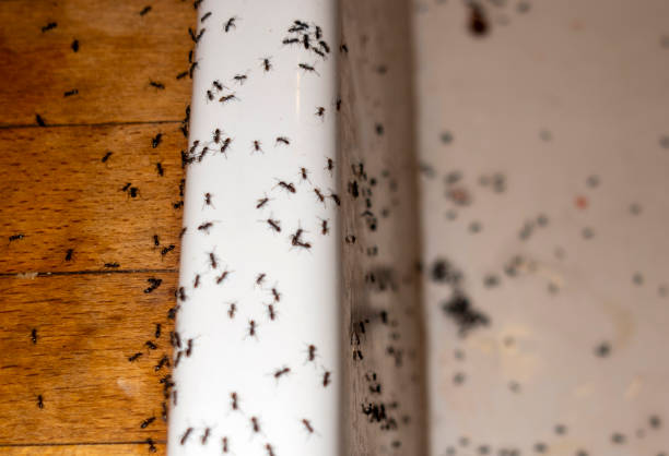 Best Exterminator Services  in Eclectic, AL