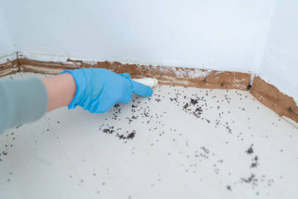 Best Insect Control  in Eclectic, AL